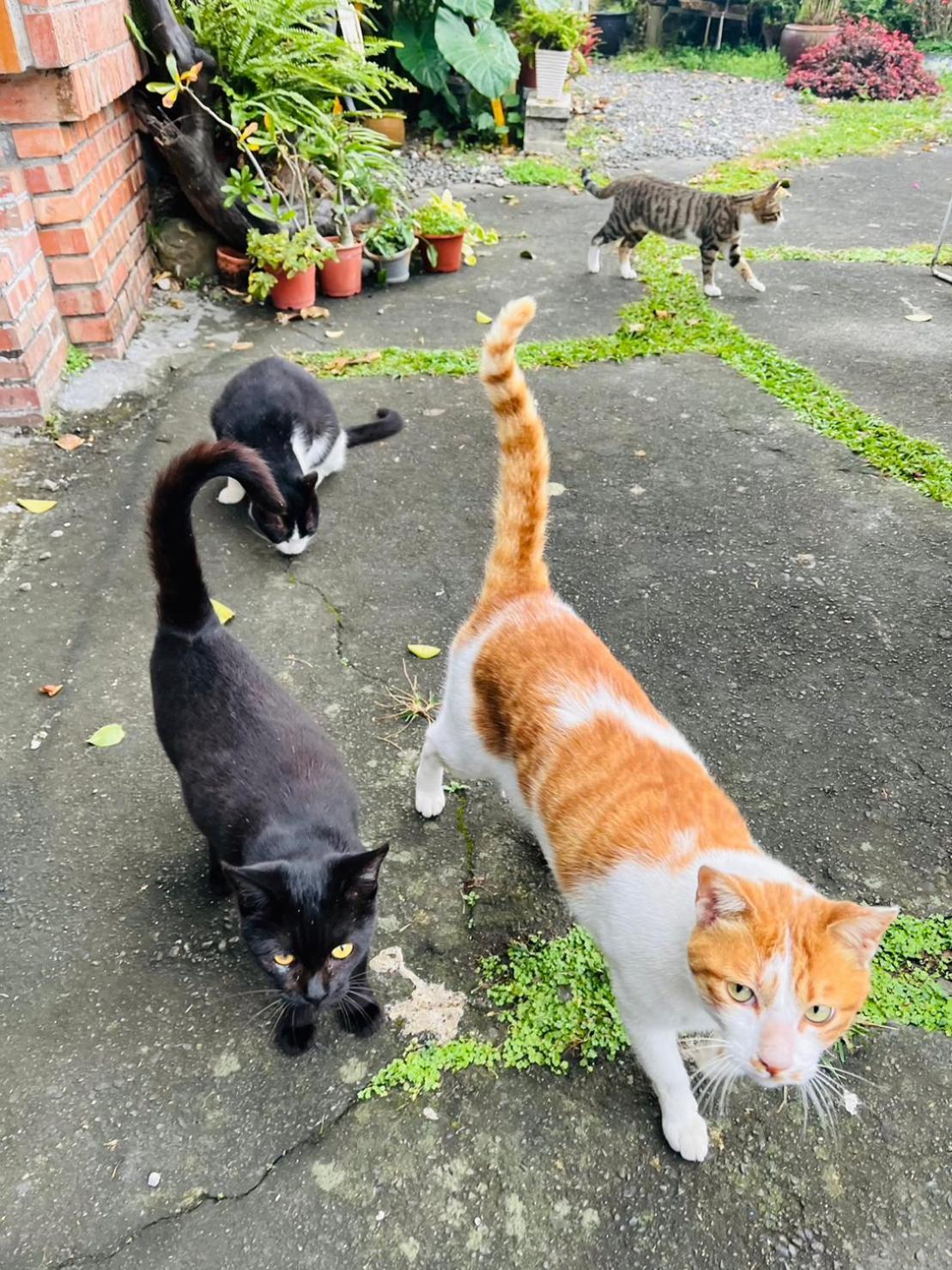 Cat Sky Country Homestay Sanxing Dış mekan fotoğraf