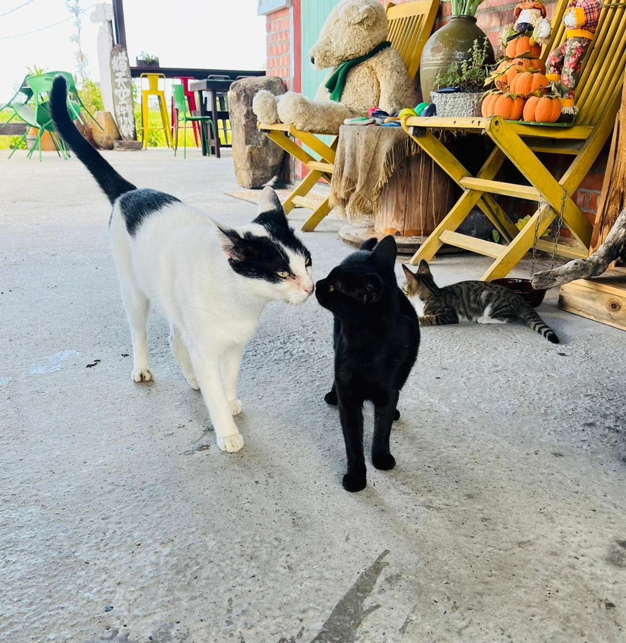 Cat Sky Country Homestay Sanxing Dış mekan fotoğraf