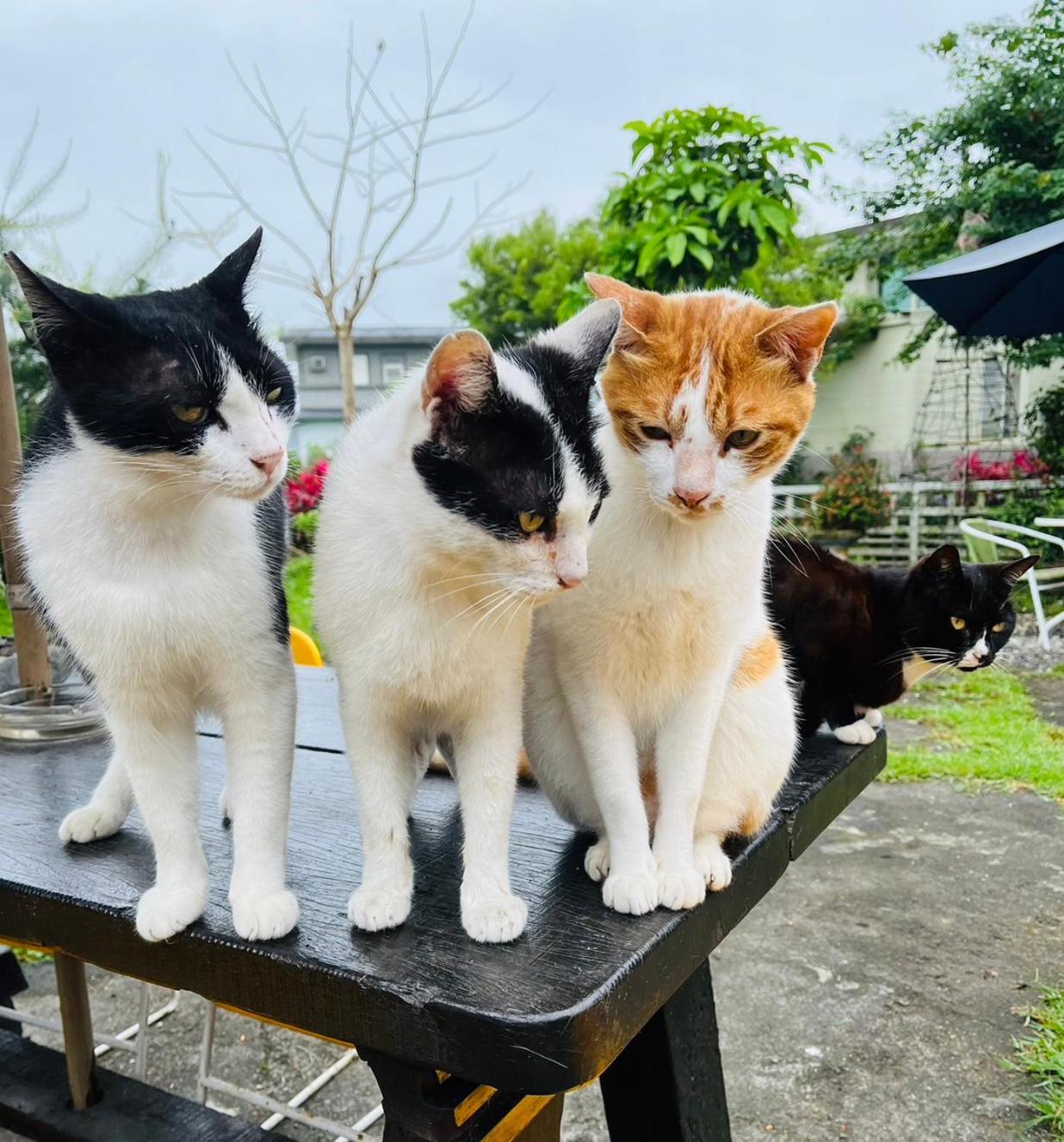 Cat Sky Country Homestay Sanxing Dış mekan fotoğraf