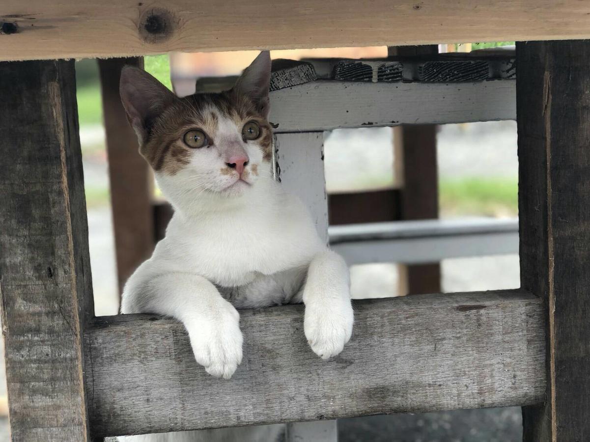 Cat Sky Country Homestay Sanxing Dış mekan fotoğraf