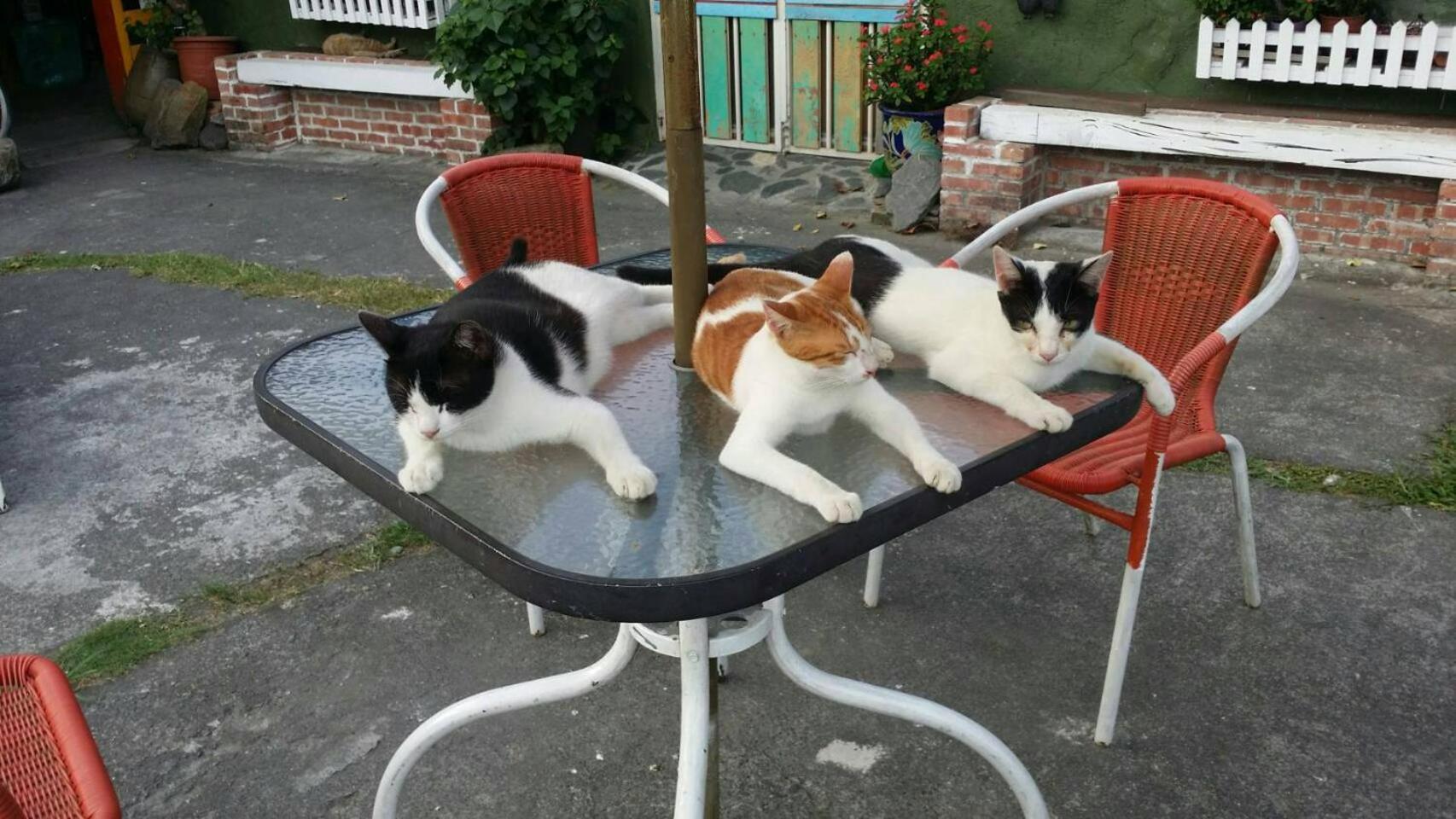 Cat Sky Country Homestay Sanxing Dış mekan fotoğraf
