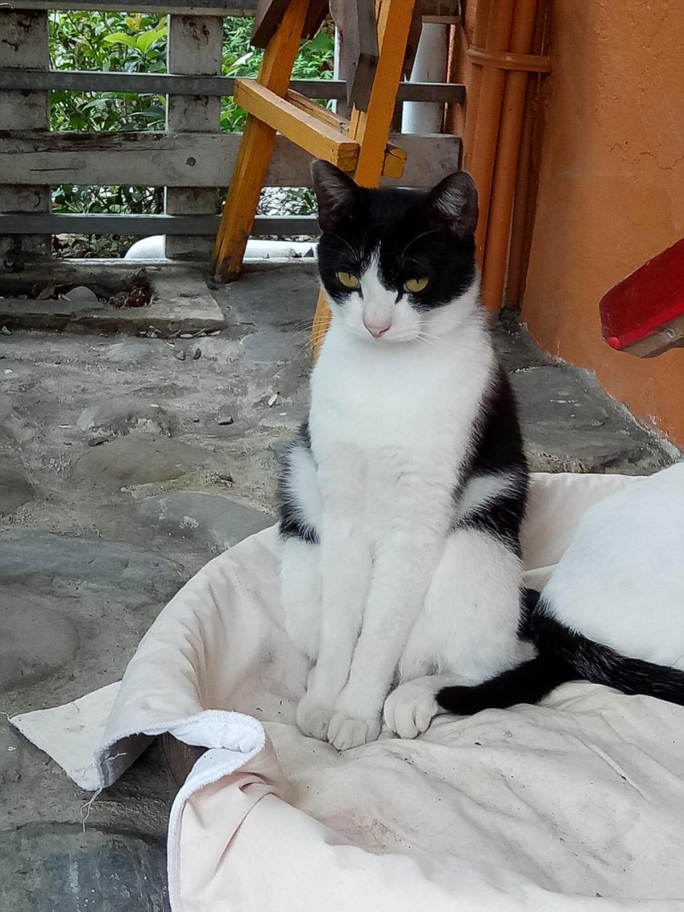 Cat Sky Country Homestay Sanxing Dış mekan fotoğraf